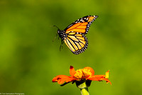 Butterfly - Monarch - IMG132_8073