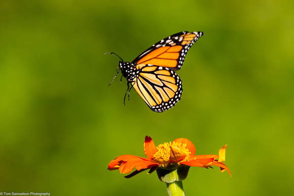 Butterfly - Monarch - IMG132_8073