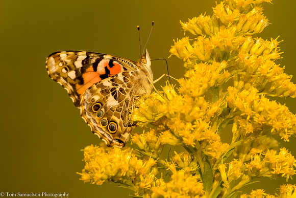 Butterfly- Painted Lady - IMG122_0331