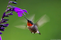 Hummingbird - Rudy Throated - IMG132_9350
