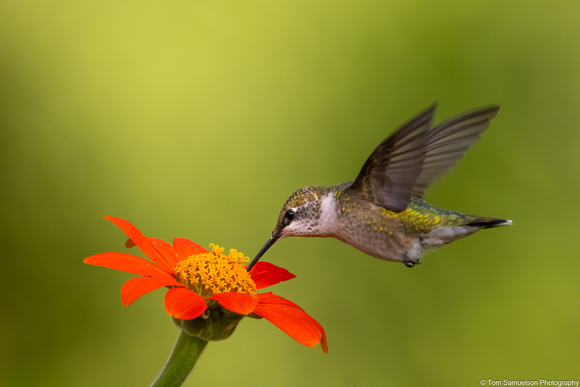 Hummingbird - Rudy Throated - IMG133_0267