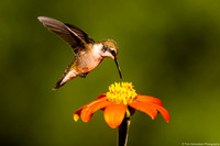 Hummingbird - Rudy Throated - IMG123_8438