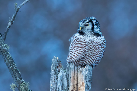 Owl - Northern Hawk - IMG122_5624