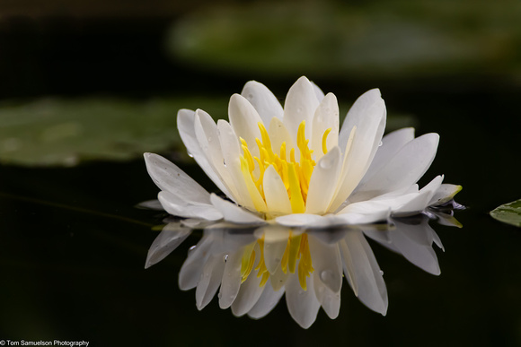 Lily - Water - IMG128_8635