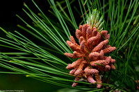 Pine - Norway Pollen - IMG128_7872