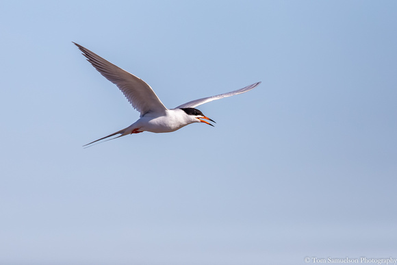 Tern - Forsters - IMG125_1451