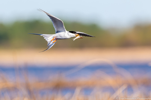 Tern - Forsters - IMG125_1234