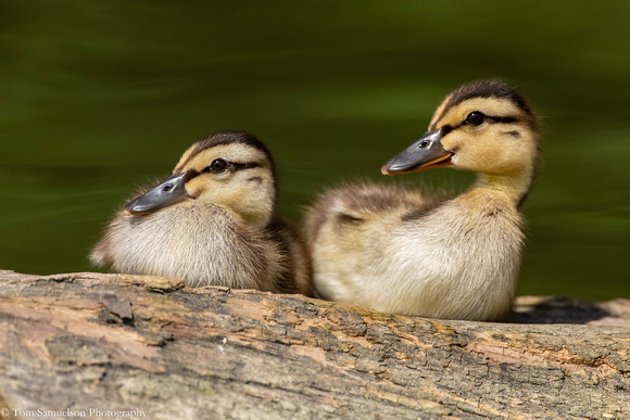 Duck - Mallard Babies - IMG125_7040