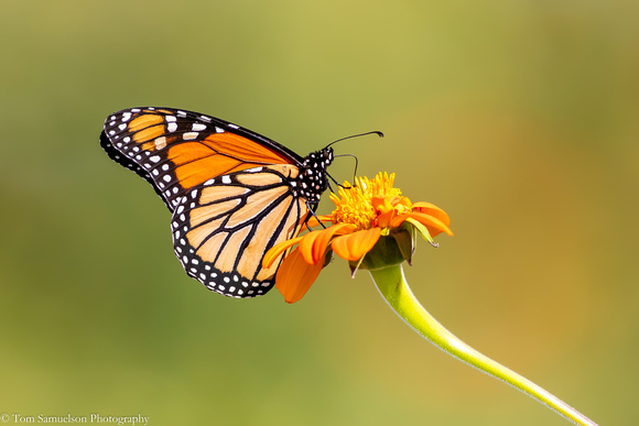 Butterfly - Monarch - IMG125_7775