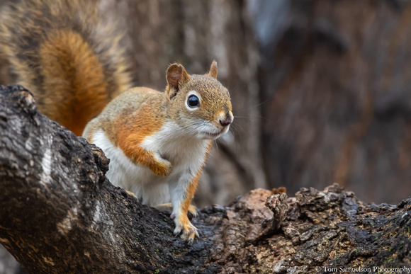 Squirrel - Red - IMG125_8729