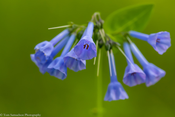 Bluebell - Common - IMG126_3817