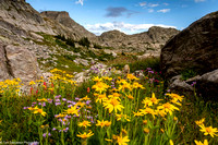 Wind River - Indian Basin Flowers - IMG126_7015