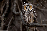 Owl - Long Eared - IMG133_2201