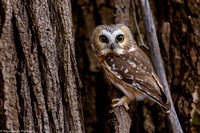 Owl - Saw Whet - IMG133_2634