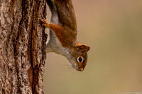 Squirrel - Red - IMG129_4472