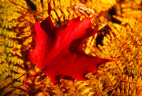 Maple Leaf on Fern