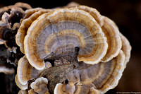 Mushroom - Turkey Tail - IMG132_2853