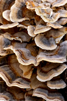 Mushroom - Turkey Tail - IMG132_2835