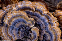 Mushroom - Turkey Tail - IMG132_2805