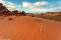 Gold Butte - Sand Dunes - IMG128_3024