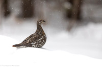 Grouse (Prairie Chickens, Sharp-Tailed, Sage, Spruce and Ruffed Grouse)