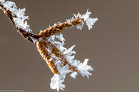Winter - Birch Frost- IMG132_3085