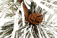 Winter - Norway Pine - IMG132_3093