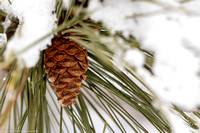 Winter - Norway Pine Cone - IMG128_0191
