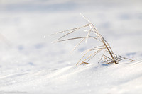 Winter - Frosty Grass - IMG127_3126