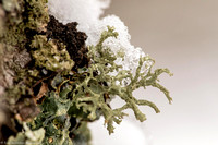 Winter - Lichen - IMG128_0231