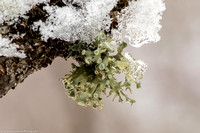 Winter - Lichen - IMG128_0284
