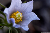 Buttercup - Pasque Flower - IMG133_4462