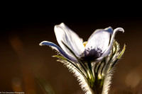 Buttercup - Pasque Flower - IMG133_4600