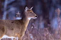 Deer - Whitetail - IMG129_4833