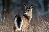 Deer - Whitetail - IMG129_4939