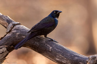 Grackle - Common - IMG133_5228
