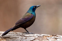 Grackle - Common - IMG133_4720