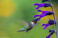 Hummingbird - Ruby Throatedl - IMG132_4308