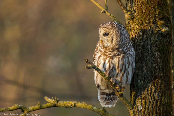 Owl - Barred - IMG110_1437
