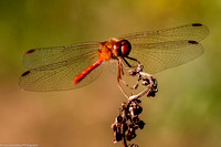 Dragonfly - Meadow Hawk - IMG132_1800