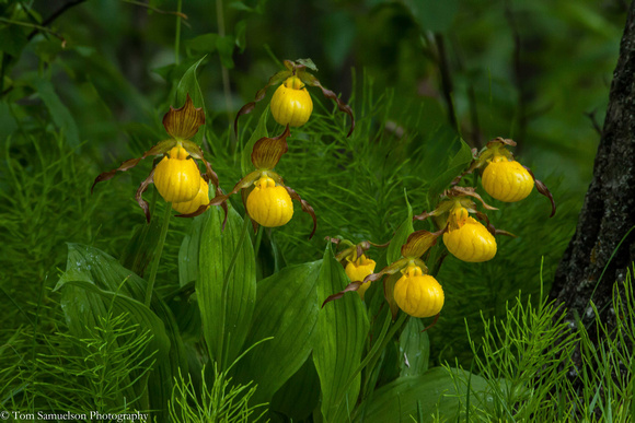Orchid - Yellow Lady Slipper - IMG101_9800
