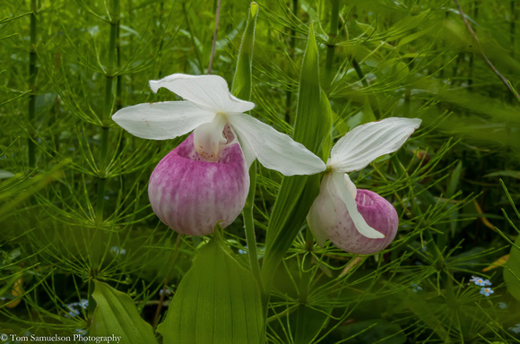 Orchids - Showy Ladyslipper - IMG102_2023