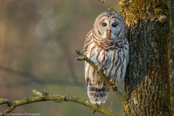 Owl - Barred - IMG110_1392