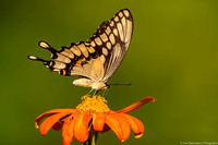 Butterfly - Giant Swallowtail - IMG132_0620