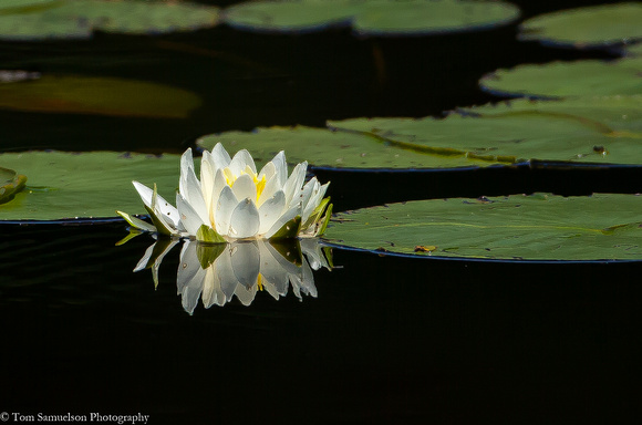 Water Lily - IMG102_2360