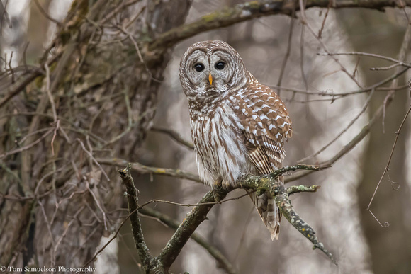 Owl - Barred - IMG110_2260