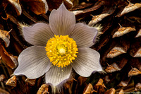 Buttercup - Pasque Flower - IMG131_3397