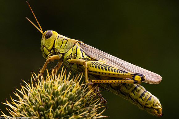 Grasshopper - Differential - IMG134_5840