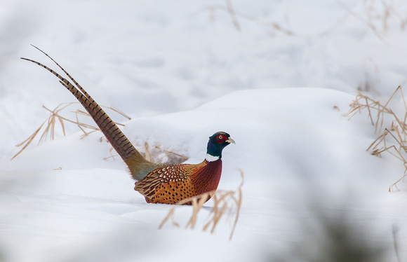 Pheasant - Rooster - IMG101_8065