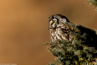 Owl - Boreal - IMG135_0965